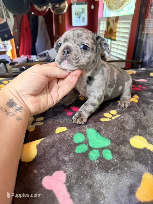 ZIP – French Bulldog puppy for sale in Oklahoma City, OK