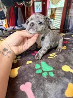 ZIP, a male French Bulldog for sale in Oklahoma City, OK – 1 of 9