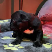 Matilda, a female French Bulldog for sale in Oklahoma City, OK – 2 of 10