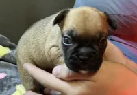 HAZEL, a female French Bulldog for sale in Oklahoma City, OK – 5 of 10