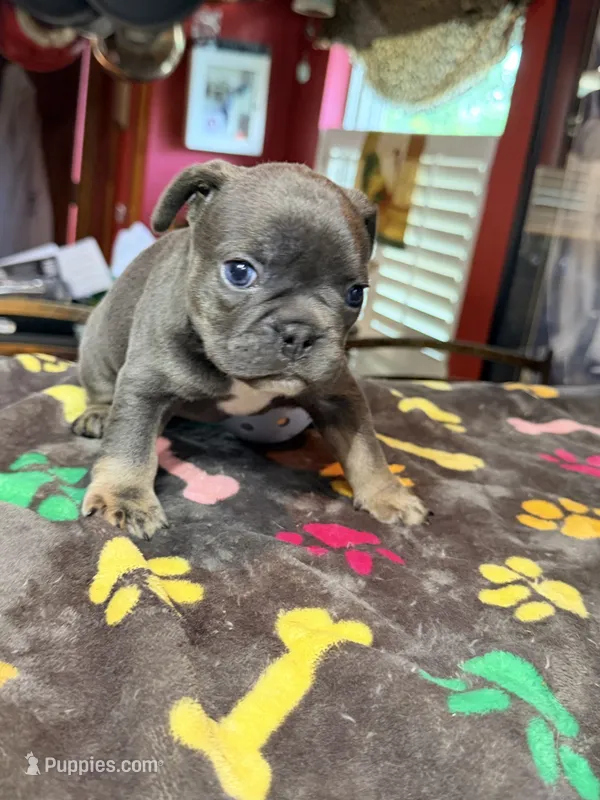 GUS – French Bulldog puppy for sale in Oklahoma City, OK