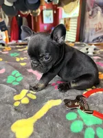 Matilda, a female French Bulldog for sale in Oklahoma City, OK – 8 of 10