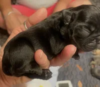 Monky, a female French Bulldog for sale in Oklahoma City, OK – 3 of 6