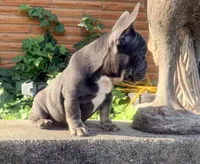 GUS, a male French Bulldog for sale in Oklahoma City, OK – 4 of 9