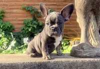 GUS, a male French Bulldog for sale in Oklahoma City, OK – 6 of 9