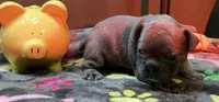 GUS, a male French Bulldog for sale in Oklahoma City, OK – 2 of 9