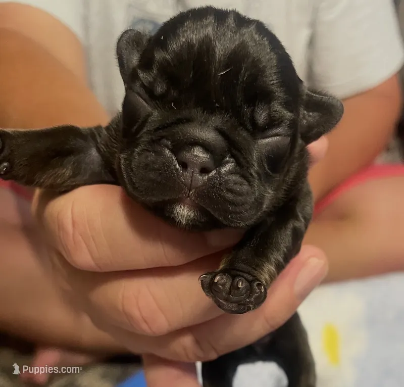 Monky – French Bulldog puppy for sale in Oklahoma City, OK