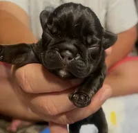 Monky, a female French Bulldog for sale in Oklahoma City, OK – 1 of 6