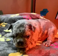 ZIP, a male French Bulldog for sale in Oklahoma City, OK – 5 of 9