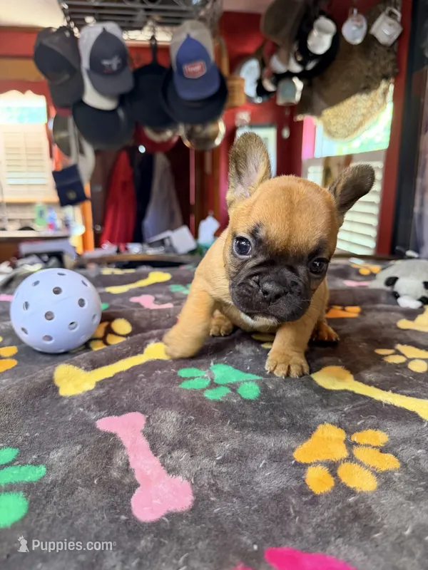 HAZEL – French Bulldog puppy for sale in Oklahoma City, OK