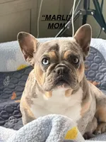 ZIP, a male French Bulldog for sale in Oklahoma City, OK – 7 of 9