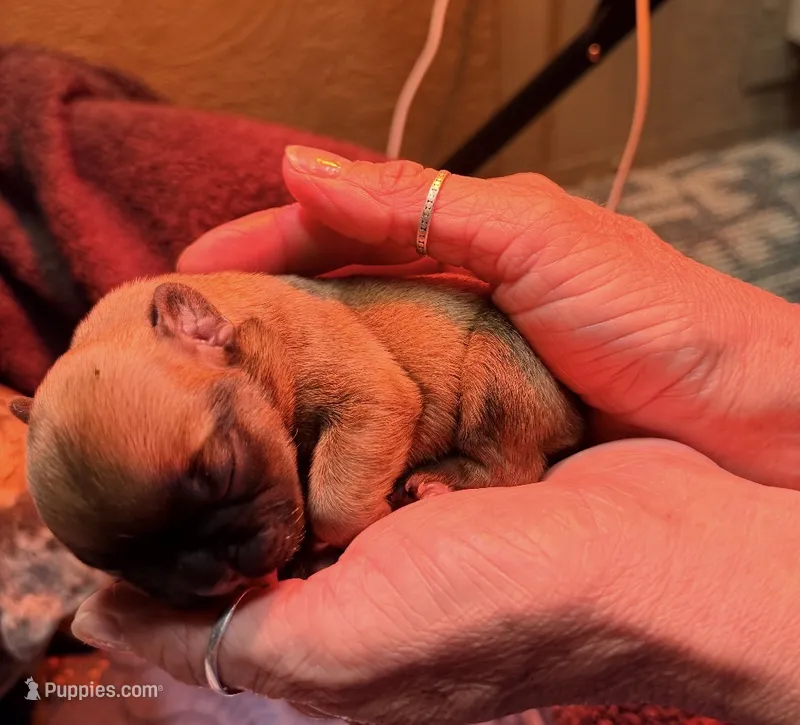 HAZEL, a female French Bulldog for sale in Oklahoma City, OK – 1 of 8