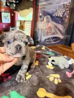 ZIP, a male French Bulldog for sale in Oklahoma City, OK – 3 of 9