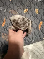 Zip, a male French Bulldog for sale in Oklahoma City, OK – 1 of 9