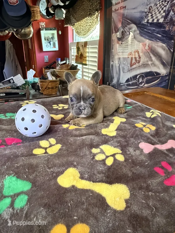 Winnie – French Bulldog puppy for sale in Oklahoma City, OK