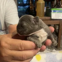 Winston, a male French Bulldog for sale in Oklahoma City, OK – 2 of 8