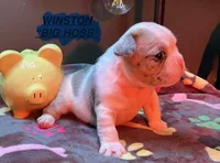 WINSTON  “Big Hoss”, a male French Bulldog for sale in Oklahoma City, OK – 1 of 10