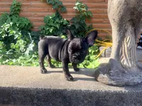 Matilda, a female French Bulldog for sale in Oklahoma City, OK – 5 of 10