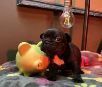 Matilda, a female French Bulldog for sale in Oklahoma City, OK – 3 of 10