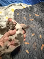 Zip, a male French Bulldog for sale in Oklahoma City, OK – 8 of 9