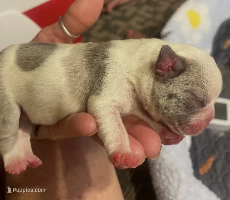 Big Hoss – French Bulldog puppy for sale in Oklahoma City, OK