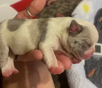 Big Hoss, a male French Bulldog for sale in Oklahoma City, OK – 1 of 6