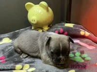 Winnie, a female French Bulldog for sale in Oklahoma City, OK – 1 of 7
