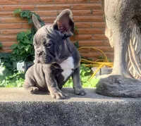 GUS, a male French Bulldog for sale in Oklahoma City, OK – 2 of 9
