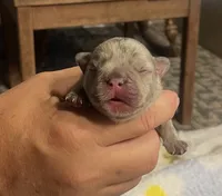 Zip, a male French Bulldog for sale in Oklahoma City, OK – 6 of 9