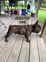 ZIP, a male French Bulldog for sale in Oklahoma City, OK – 8 of 9