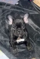 Matilda, a female French Bulldog for sale in Oklahoma City, OK – 1 of 10