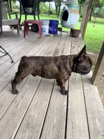 Monky, a female French Bulldog for sale in Oklahoma City, OK – 5 of 6