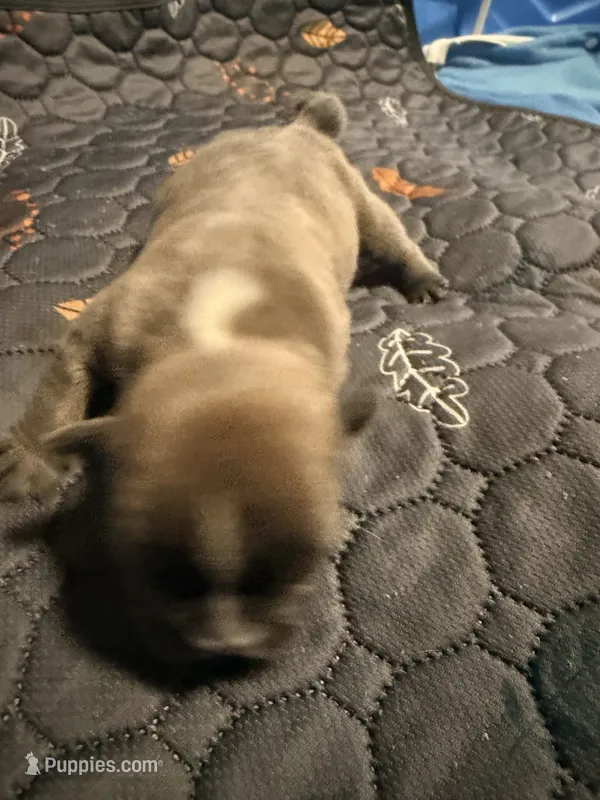 Star – French Bulldog puppy for sale in Oklahoma City, OK