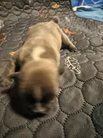 Star, a female French Bulldog for sale in Oklahoma City, OK – 1 of 1