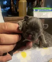 Winston, a male French Bulldog for sale in Oklahoma City, OK – 1 of 8