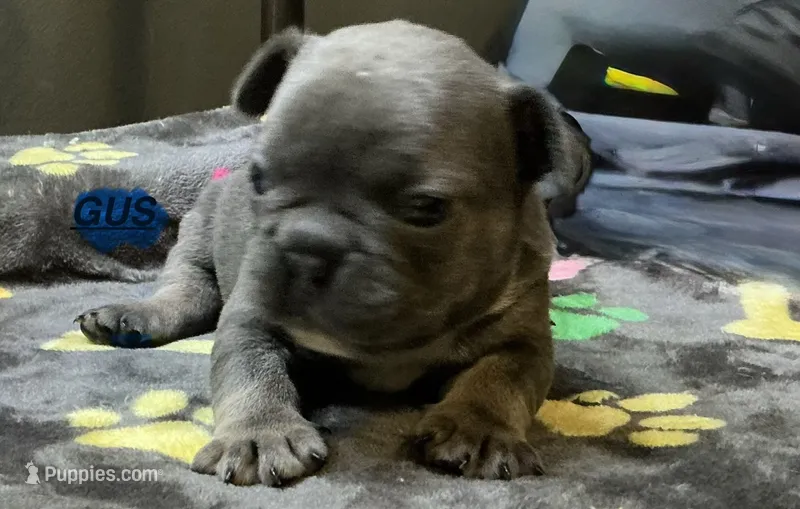 GUS – French Bulldog puppy for sale in Oklahoma City, OK
