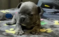 GUS, a male French Bulldog for sale in Oklahoma City, OK – 1 of 9