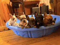 ZIP, a male French Bulldog for sale in Oklahoma City, OK – 9 of 9