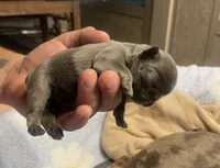Winston, a male French Bulldog for sale in Oklahoma City, OK – 3 of 8