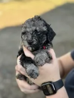 *Puppies Coming Soon*, a  Poodle - Toy  for sale in Port Charlotte, FL – 3 of 10