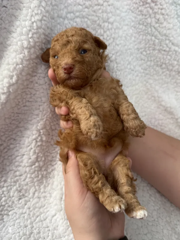 Ruby – Poodle - Toy  puppy for sale in Port Charlotte, FL
