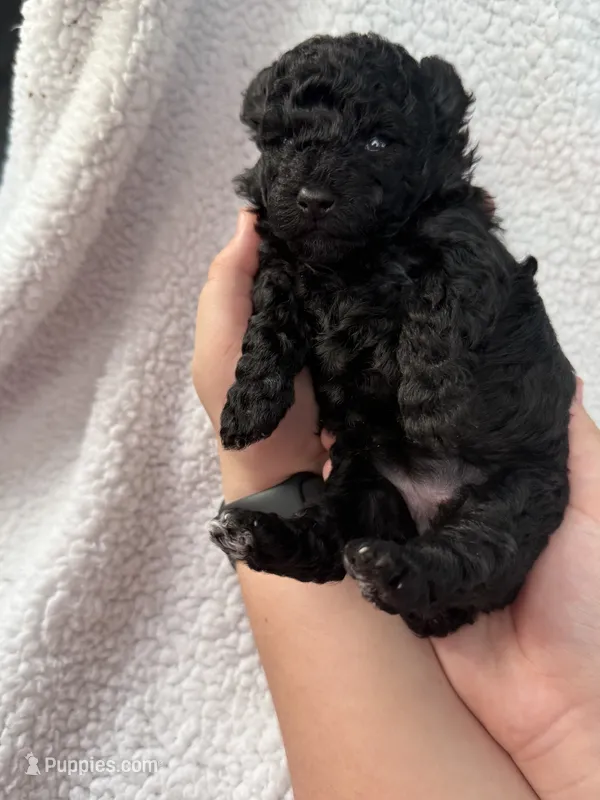 Diamond – Poodle - Toy  puppy for sale in Port Charlotte, FL