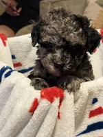 *Puppies Coming Soon*, a  Poodle - Toy  for sale in Port Charlotte, FL – 7 of 10