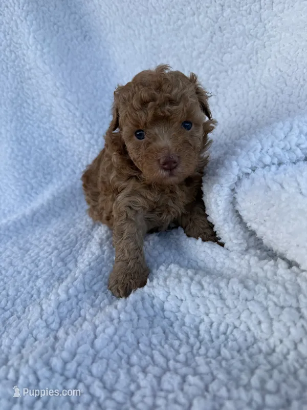 Ruby – Poodle - Toy  puppy for sale in Port Charlotte, FL
