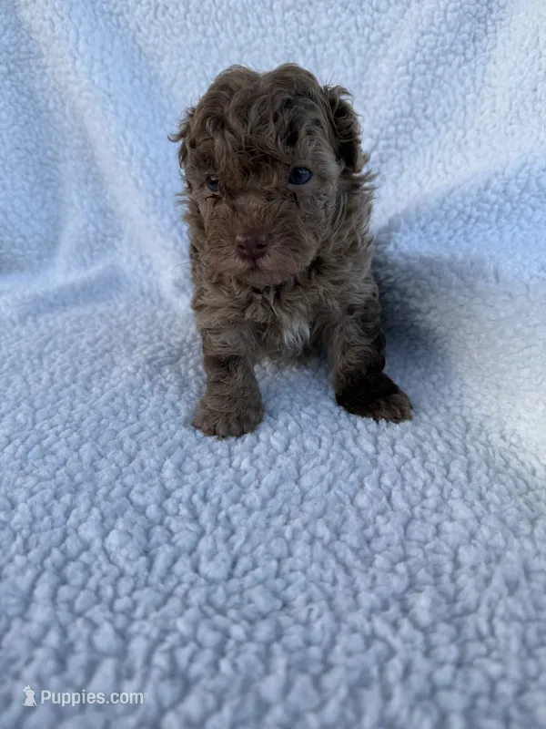 Jasper – Poodle - Toy  puppy for sale in Port Charlotte, FL