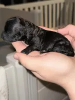 Diamond, a female Poodle - Toy  for sale in Port Charlotte, FL – 2 of 5
