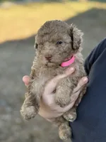 *Puppies Coming Soon*, a  Poodle - Toy  for sale in Port Charlotte, FL – 2 of 10