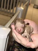 Jasper, a male Poodle - Toy  for sale in Port Charlotte, FL – 2 of 5
