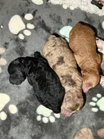 Ruby, a female Poodle - Toy  for sale in Port Charlotte, FL – 4 of 5