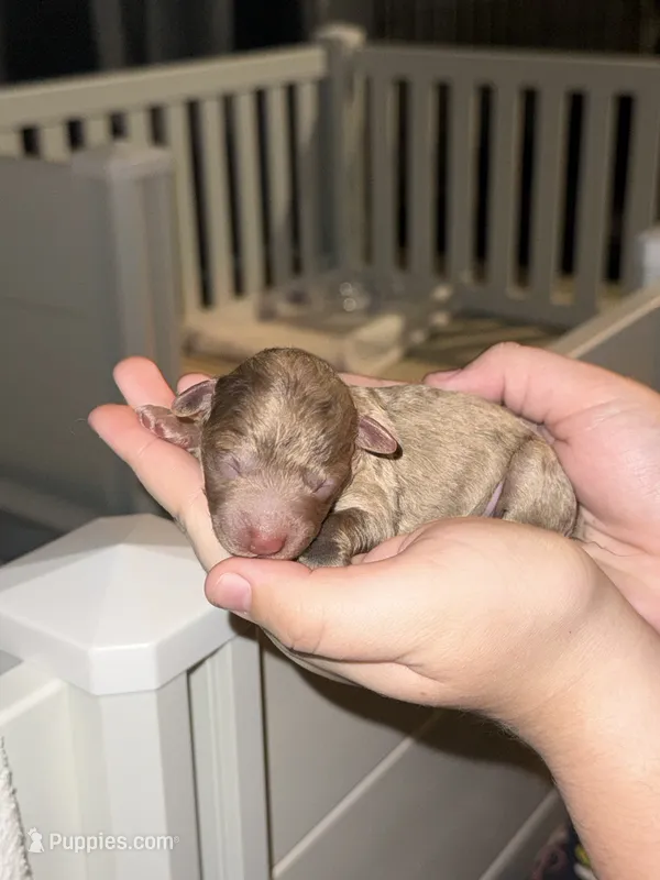 Jasper – Poodle - Toy  puppy for sale in Port Charlotte, FL